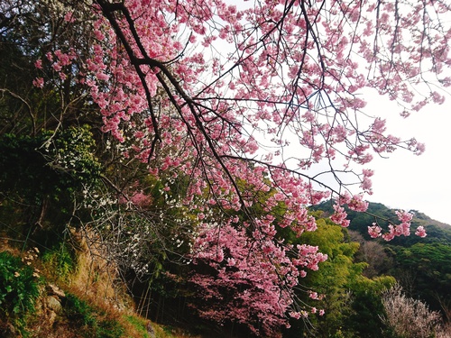 我が家の河津桜『大宮瀬の桜』満開です！