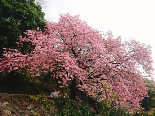 我が家の河津桜『大宮瀬の桜』満開です！