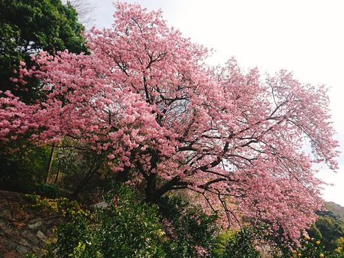 我が家の河津桜『大宮瀬の桜』満開です！