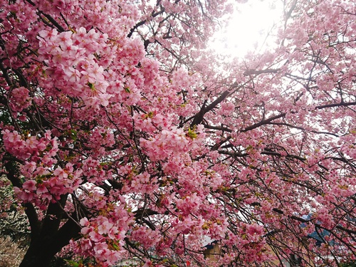 我が家の河津桜『大宮瀬の桜』満開です！