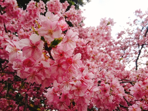 我が家の河津桜『大宮瀬の桜』満開です！