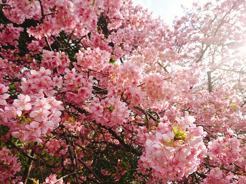 我が家の河津桜『大宮瀬の桜』満開です！