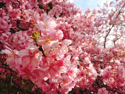 我が家の河津桜『大宮瀬の桜』満開です！
