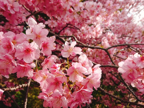我が家の河津桜『大宮瀬の桜』満開です！