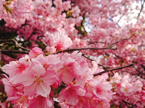 我が家の河津桜『大宮瀬の桜』満開です！