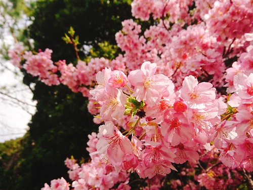 我が家の河津桜『大宮瀬の桜』満開です！