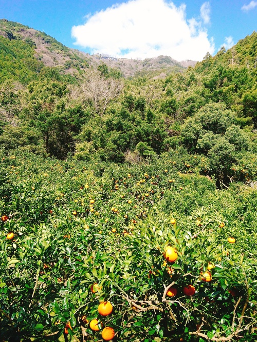 河津特産 紅甘夏の収穫を始めました！