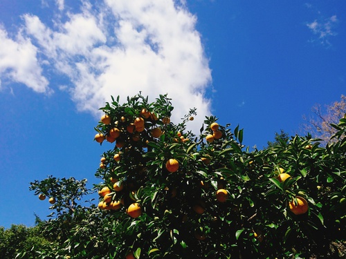 河津特産 紅甘夏の収穫を始めました！
