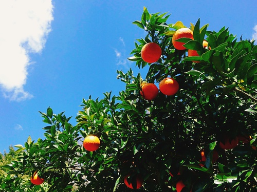 河津特産 紅甘夏の収穫を始めました！