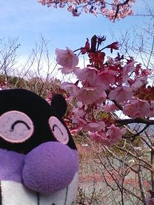 早咲きの桜