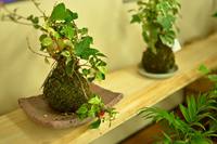 「苔玉を作ろう！」 2016/03/12 08:29:00