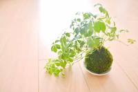 苔玉ワークショップVOL.2のお知らせ 2016/10/15 12:29:00