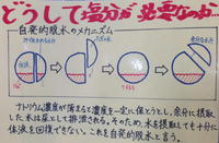 そうだ 塩分、摂ろう。 2014/06/19 08:29:00