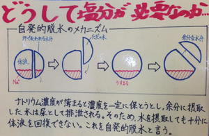 そうだ 塩分、摂ろう。