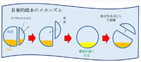 手軽な熱中症対策に「俺の塩飴」「塩タブレット5兄弟」 2018/06/23 12:29:00