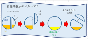 June !!!!!!～塩分は大事（＾－＾）