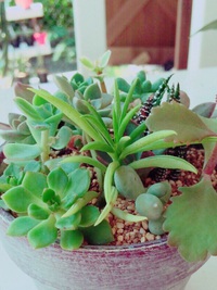 多肉の寄せ植えWSです！ 2015/09/28 08:29:00