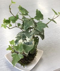 May !!!!!! 苔玉を作りましたよ～ 2016/05/02 19:02:00