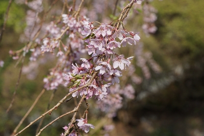 【桜開花情報】散り始め、葉桜となっております。　箱根小涌谷温泉　三河屋旅館