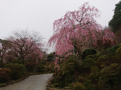 ≪桜開花情報：満開≫ソメイヨシノ・枝垂れ桜ともにきれいに咲いております　箱根小涌谷温泉三河屋旅館