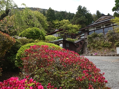 【つつじ開花情報】つつじが咲き始めました。　箱根小涌谷温泉　三河屋旅館