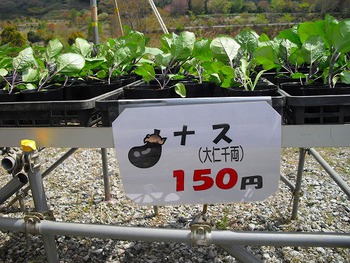 野菜苗の販売開始しました