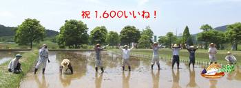 場内のお花情報