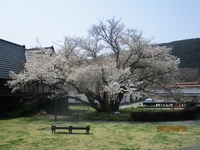 ともえ桜（４月２日）