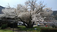ともえ桜（４月３日）