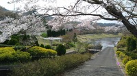 洋風公園の花（４月３日）