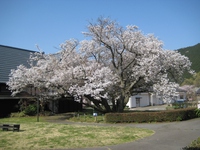 ともえ桜（４月４日）