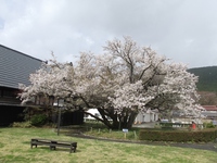 ともえ桜（４月６日）