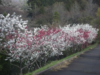洋風公園の花（４月６日）