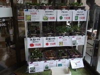 花と野菜苗の販売
