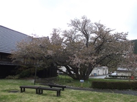 ともえ桜（４月１１日）