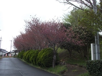 八重桜（４月１１日）