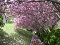 八重桜（４月１７日）