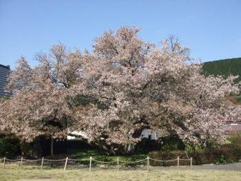 ４月１３日ともえ桜