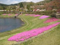 2016/4/15　しばざくら