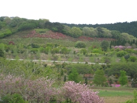 2016/4/23　つつじ山