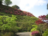 2016/4/26　つつじ山