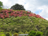 2016/4/29　つつじ山