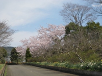 場内の桜（４月１５日）