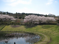 洋風公園（４月１５日）（２）