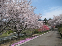 洋風公園（４月１５日）（１）