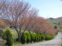 八重桜（４月２０日）