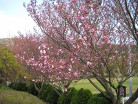 八重桜（４月２１日）