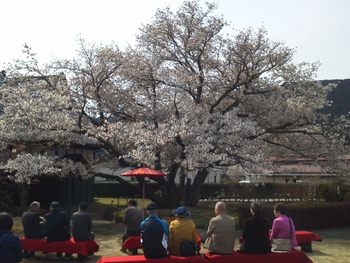４月１２日ともえ桜