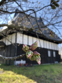 ともえ桜、開花宣言！
