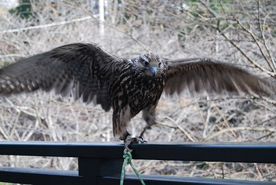 アスカ